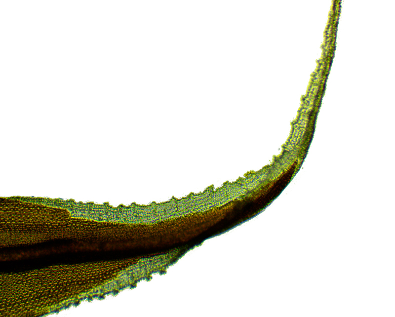 Racomitrium lanuginosum